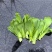 上海青苔
