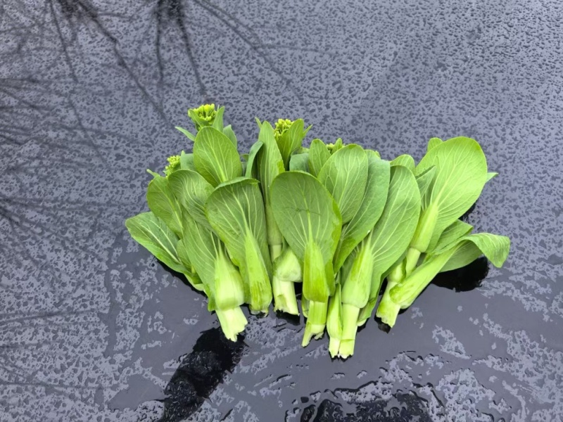 上海青苔