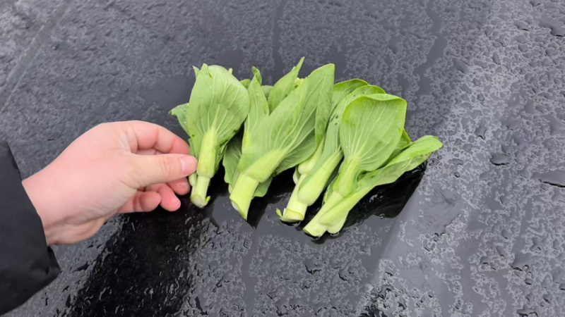 上海青苔