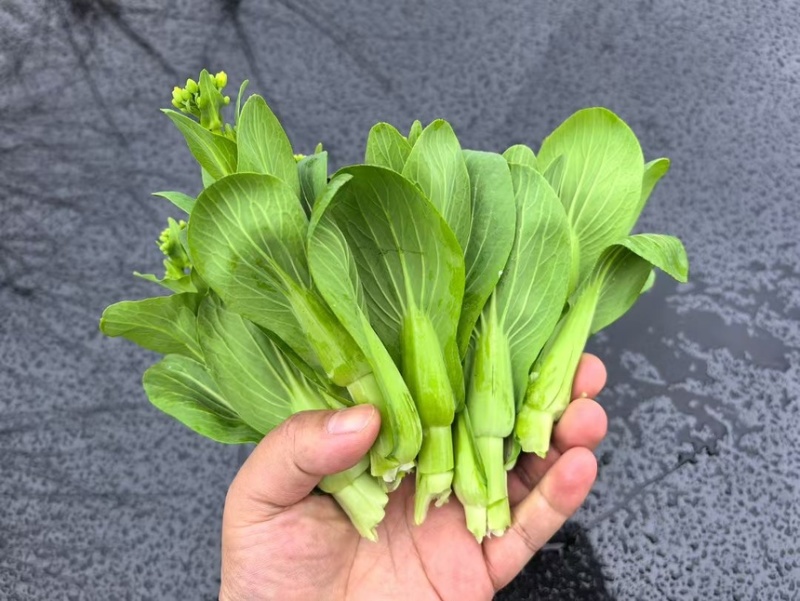 上海青苔