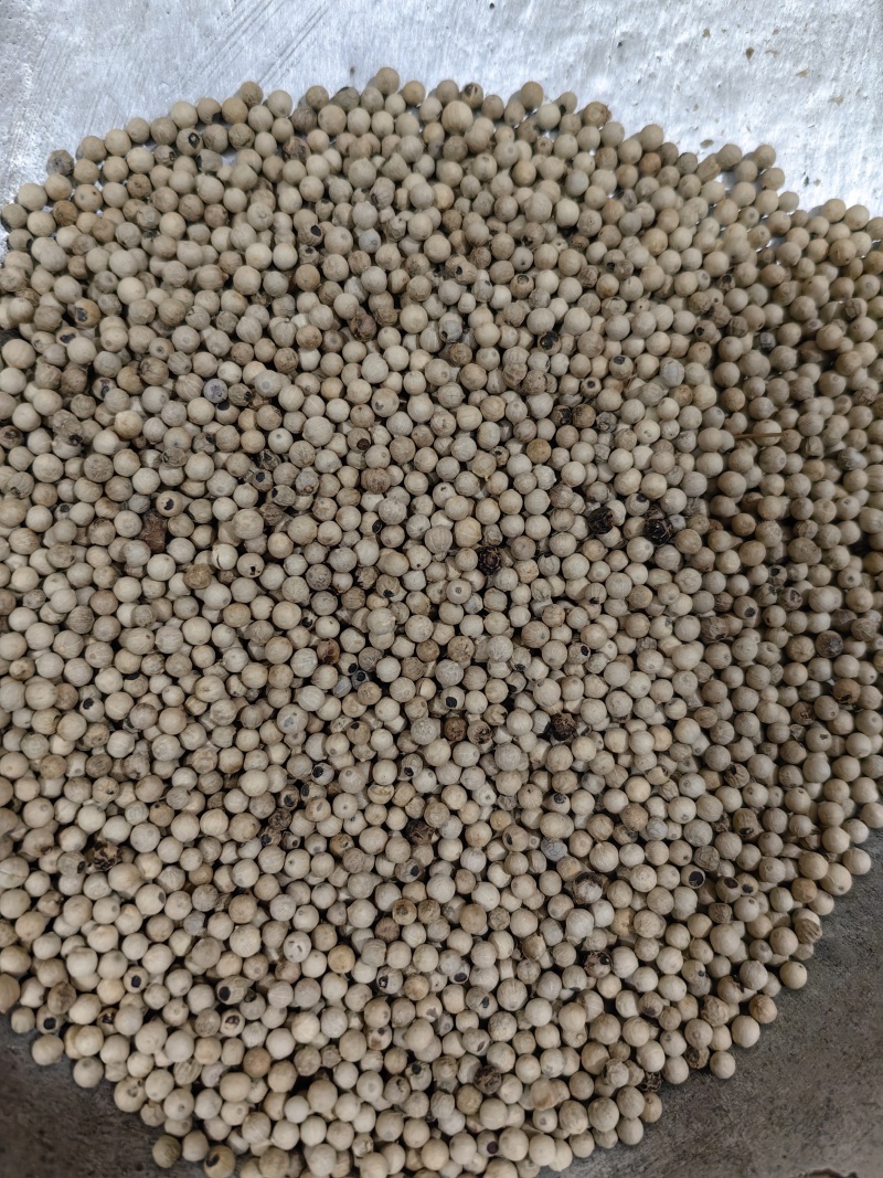 白胡椒产地直销一手货源批发各种中药材香料
