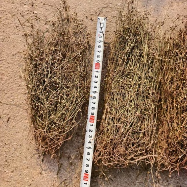 白花蛇舌草野生白花蛇舌草百花蛇舌草舌蛇草
