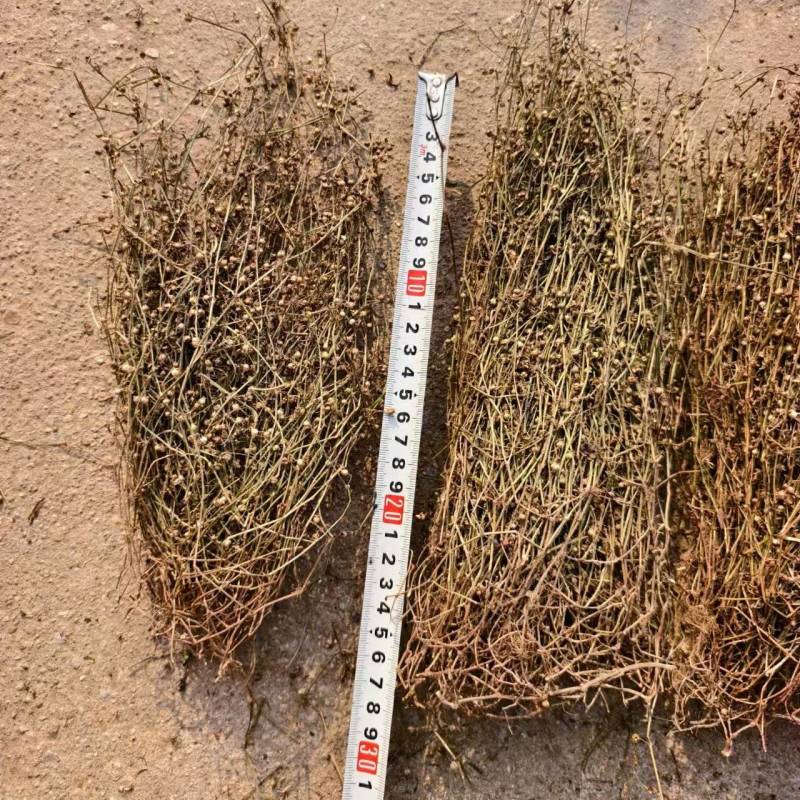 白花蛇舌草野生白花蛇舌草百花蛇舌草舌蛇草