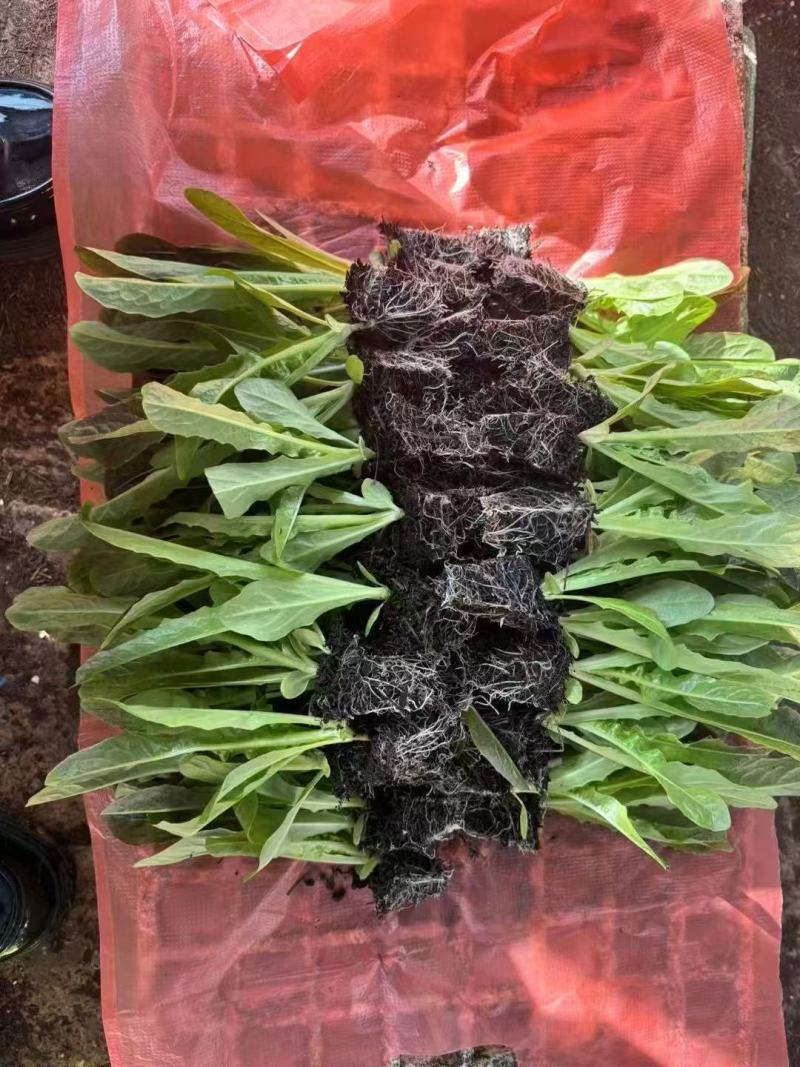 红尖叶莴笋苗莴苣苗货源充足规格齐全量大从优质量保证