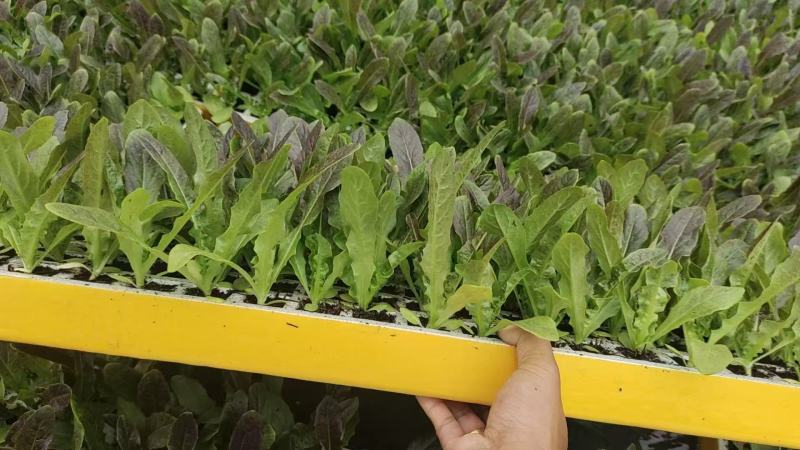 红尖叶莴笋苗莴苣苗货源充足规格齐全量大从优质量保证