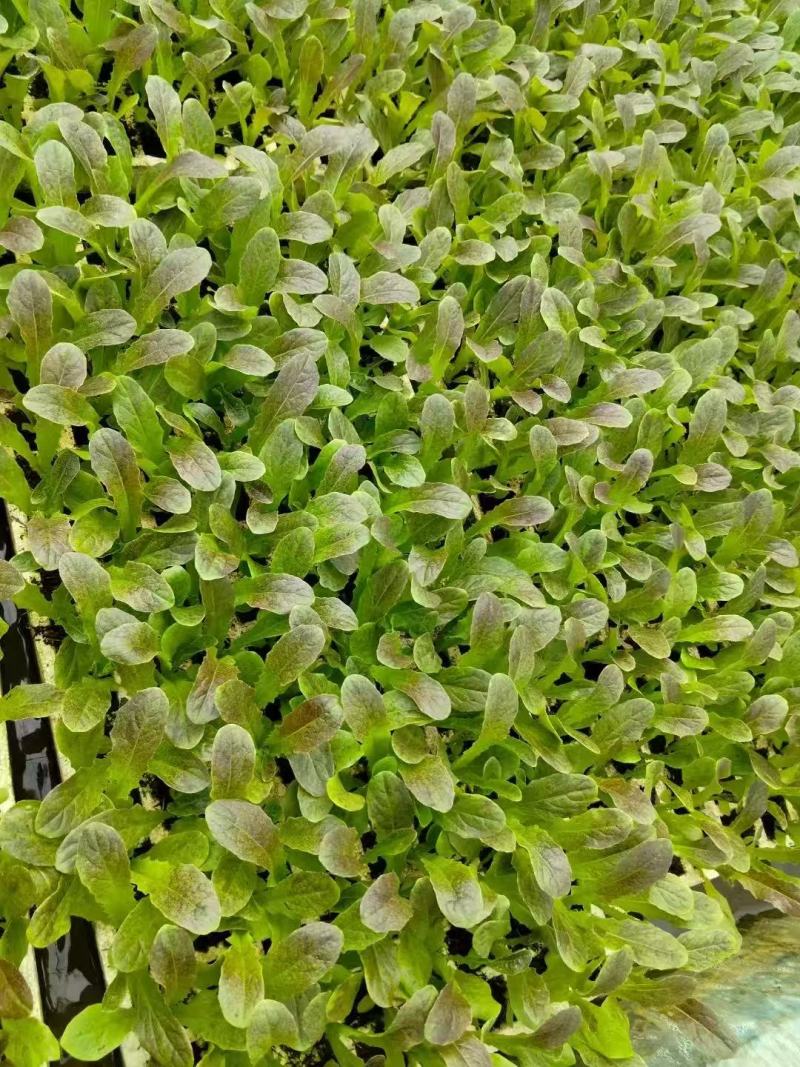 红尖叶莴笋苗莴苣苗货源充足规格齐全量大从优质量保证