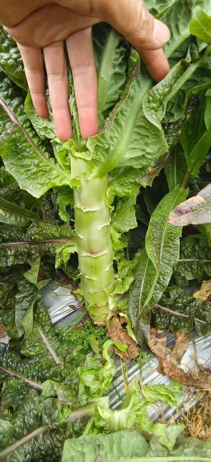 红尖叶莴笋苗莴苣苗货源充足规格齐全量大从优质量保证
