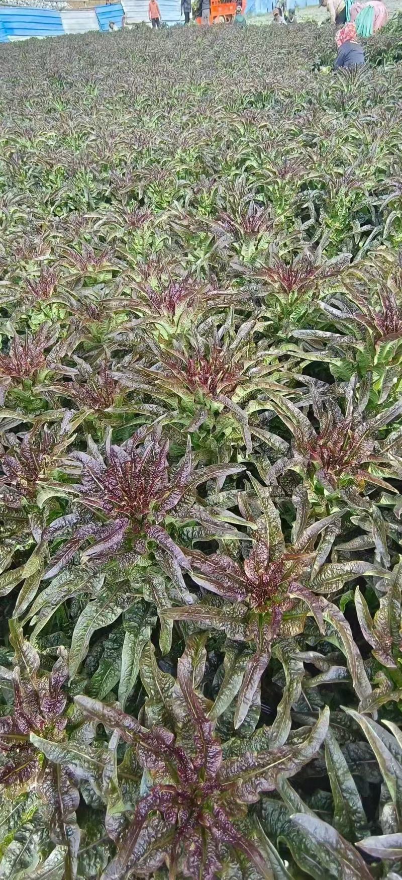红尖叶莴笋苗莴苣苗货源充足规格齐全量大从优质量保证