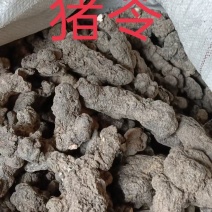 陕西汉中产地直销优质猪苓猪苓饮片常年现货