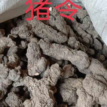 陕西汉中产地直销优质猪苓猪苓饮片常年现货