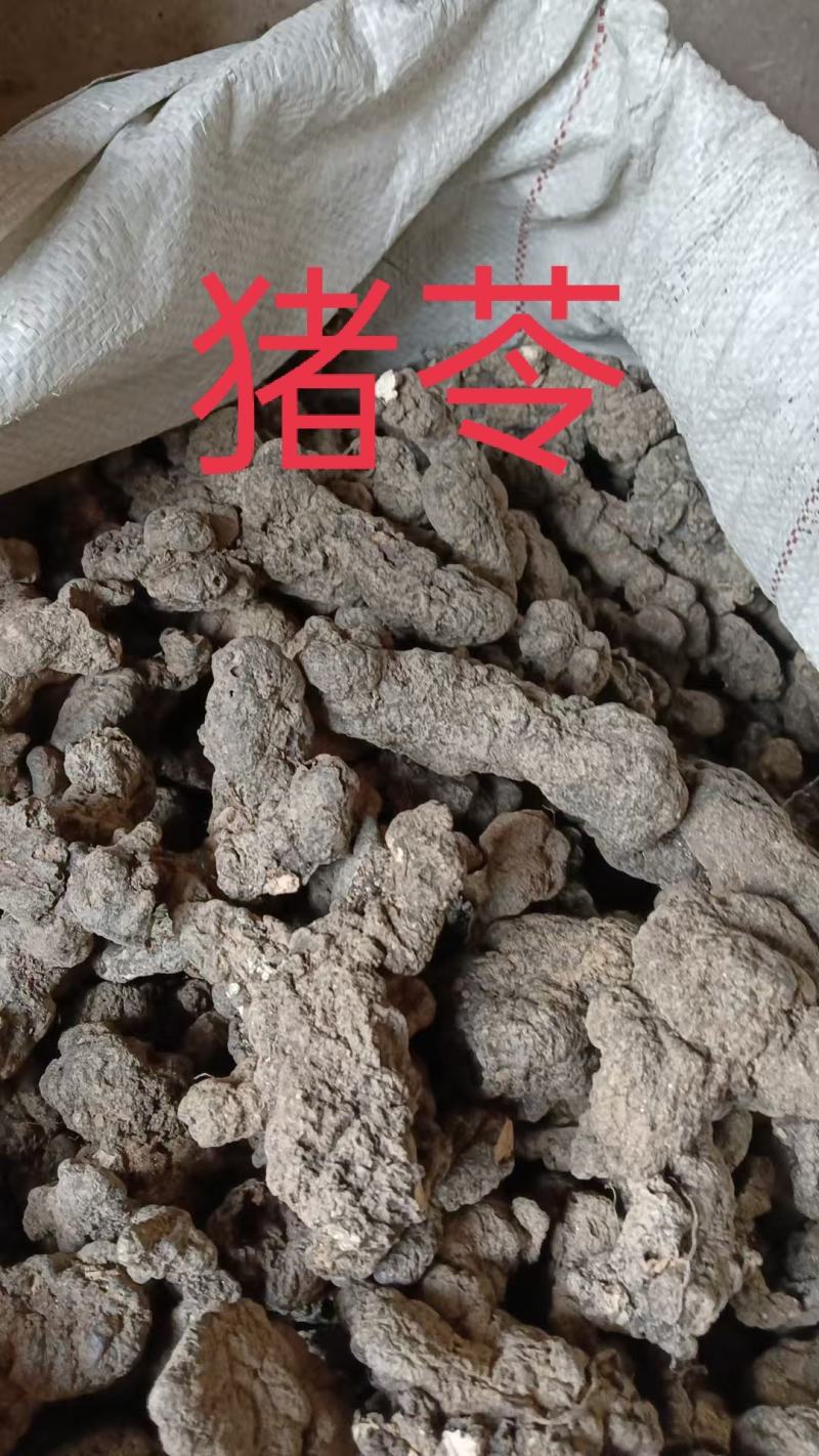 陕西汉中产地直销优质猪苓猪苓饮片常年现货