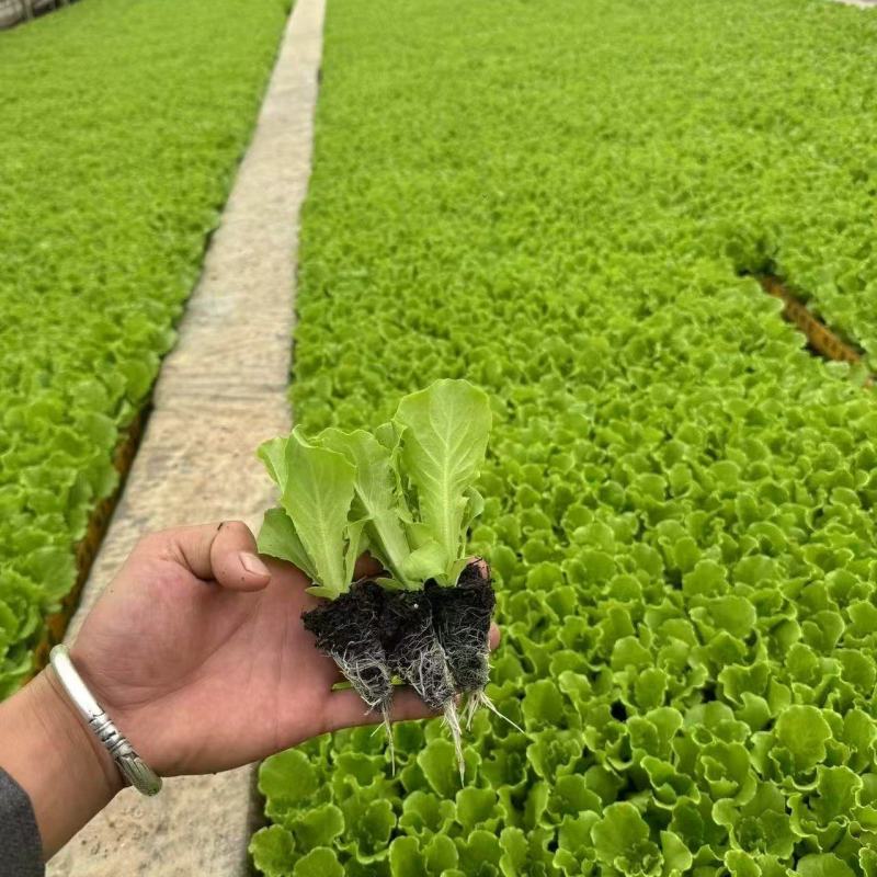 生菜苗意大利生菜苗货源充足量大从优质量保证欢迎咨询
