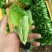 生菜苗意大利生菜苗货源充足量大从优质量保证欢迎咨询