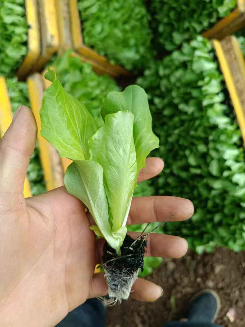 生菜苗意大利生菜苗货源充足量大从优质量保证欢迎咨询