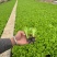 生菜苗意大利生菜苗货源充足量大从优质量保证欢迎咨询