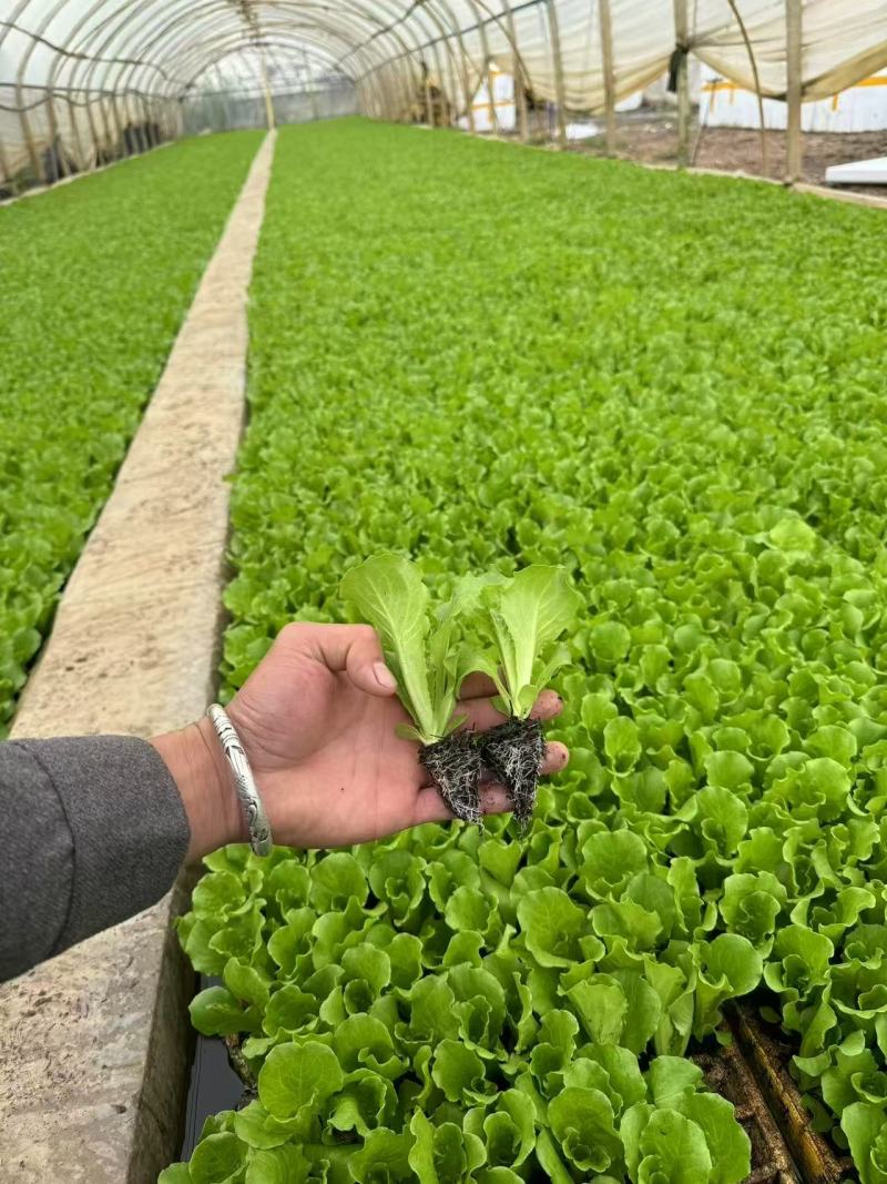 生菜苗意大利生菜苗货源充足量大从优质量保证欢迎咨询