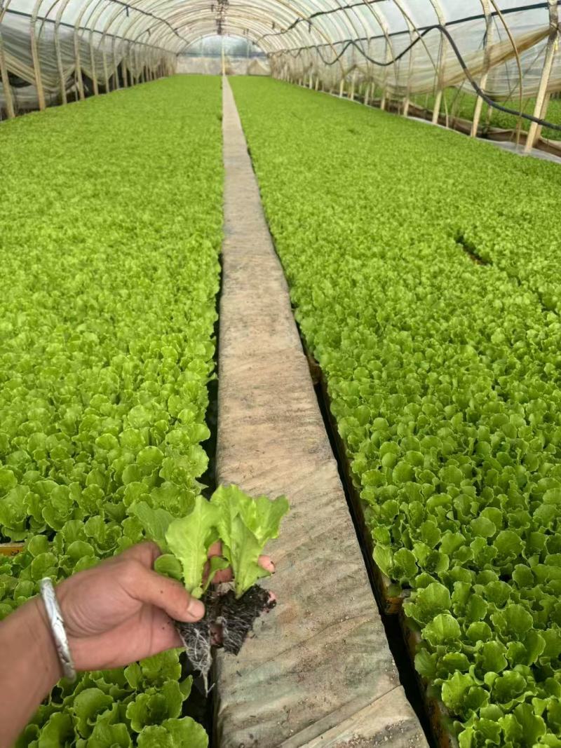 生菜苗意大利生菜苗货源充足量大从优质量保证欢迎咨询