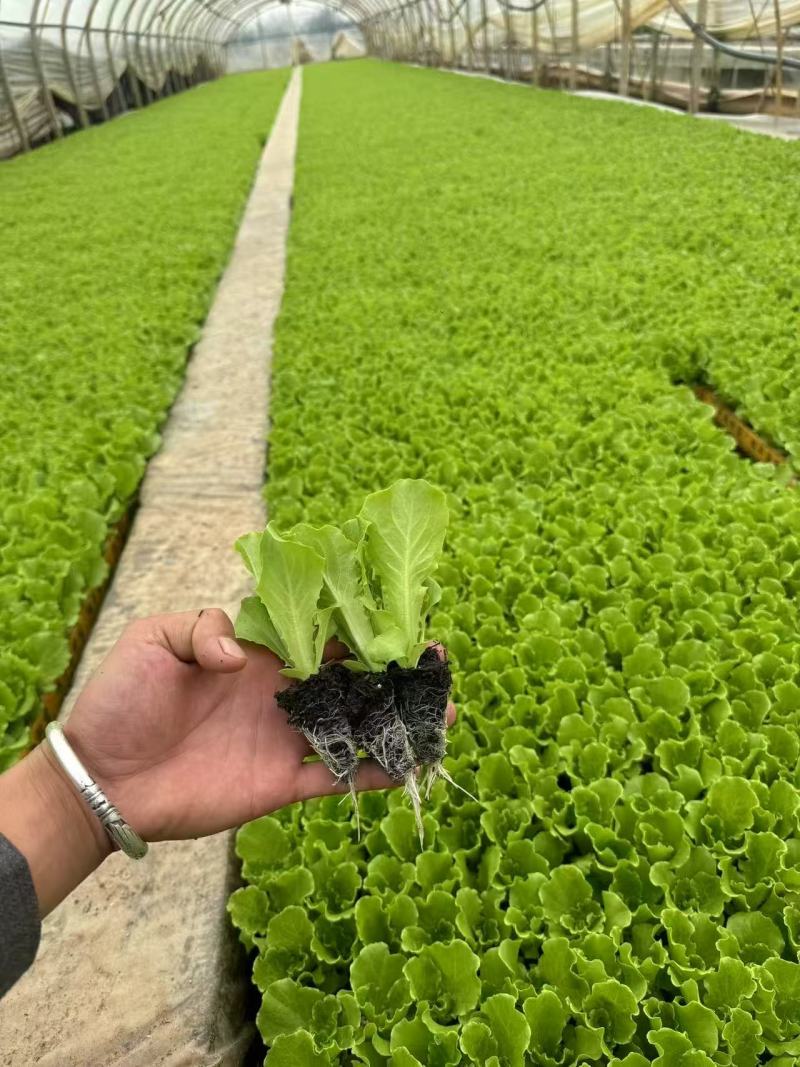 生菜苗意大利生菜苗货源充足量大从优质量保证欢迎咨询