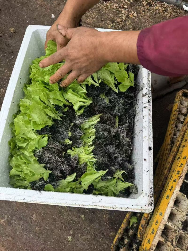 生菜苗意大利生菜苗货源充足量大从优质量保证欢迎咨询