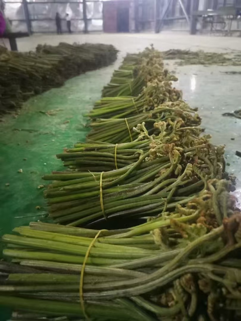 高黎贡山天然野生新鲜蕨菜，大自然的馈赠！！