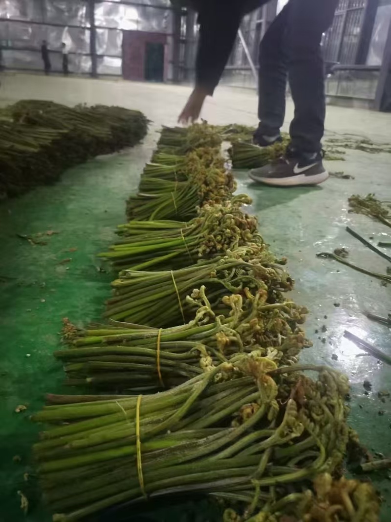 高黎贡山天然野生新鲜蕨菜，大自然的馈赠！！