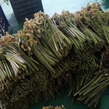 高黎贡山天然野生新鲜蕨菜，大自然的馈赠！！
