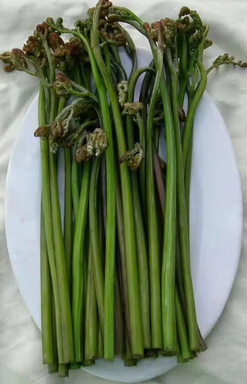 高黎贡山天然野生新鲜蕨菜，大自然的馈赠！！