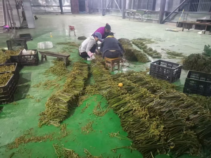 高黎贡山天然野生新鲜蕨菜，大自然的馈赠！！
