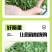 新生产烘干香菜碎，大量现货，适合各行业大佬们使用，