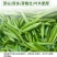 茶叶催芽增厚素芽肥芽齐提前出芽提质增产茶叶专用肥