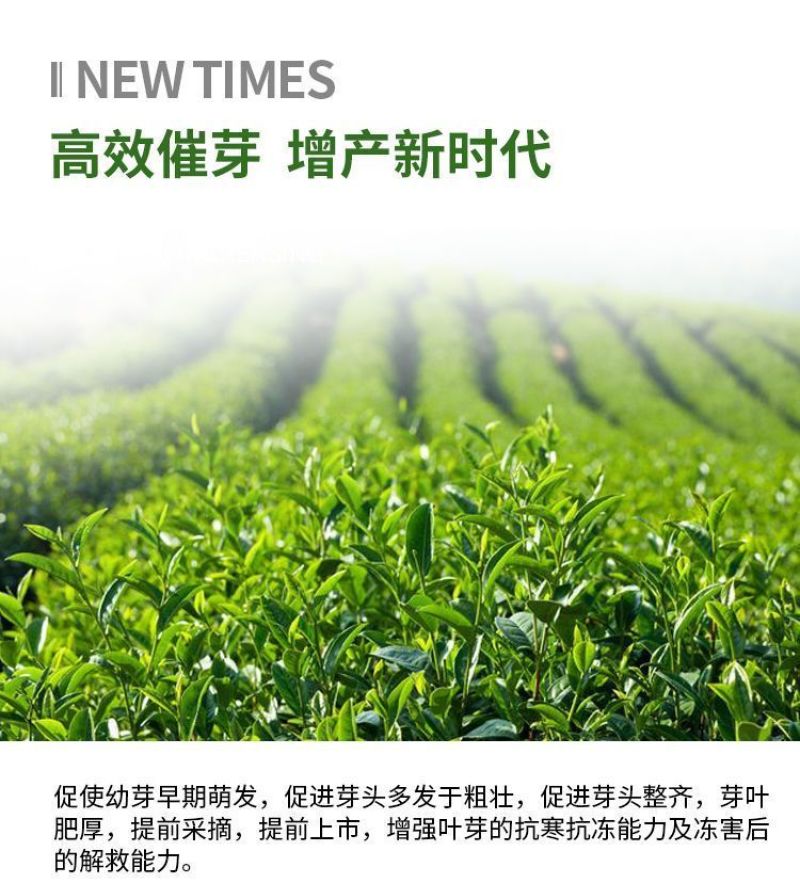 茶叶催芽增厚素芽肥芽齐提前出芽提质增产茶叶专用肥