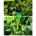 茶叶催芽增厚素芽肥芽齐提前出芽提质增产茶叶专用肥