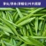 茶叶催芽增厚素芽肥芽齐提前出芽提质增产茶叶专用肥