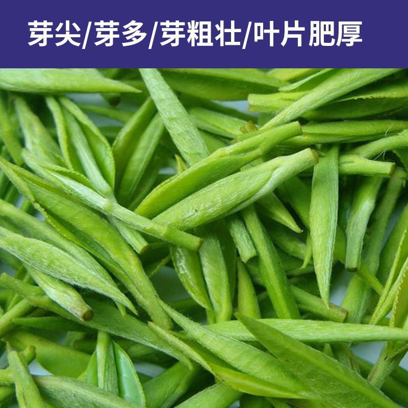 茶叶催芽增厚素芽肥芽齐提前出芽提质增产茶叶专用肥