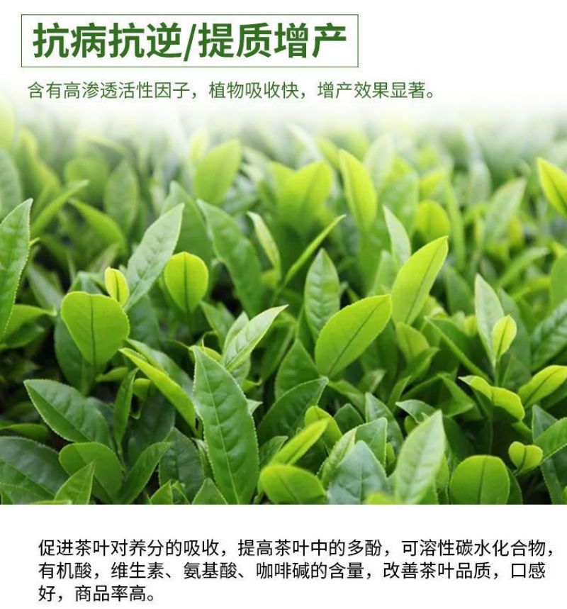 茶叶催芽增厚素芽肥芽齐提前出芽提质增产茶叶专用肥