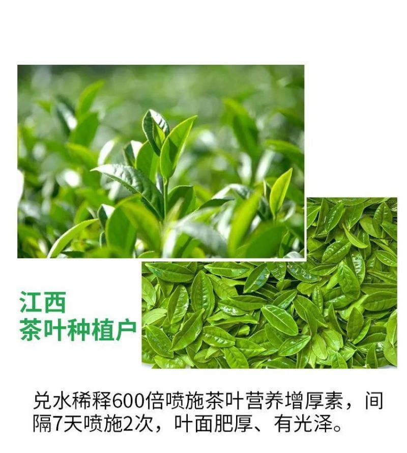茶叶催芽增厚素芽肥芽齐提前出芽提质增产茶叶专用肥