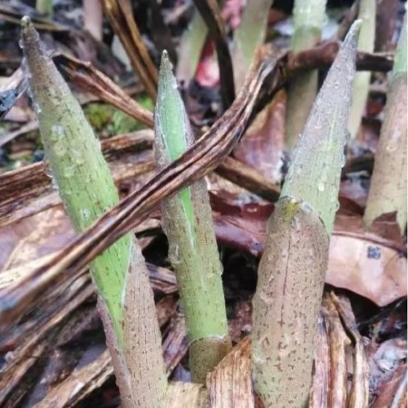 高黎贡山高海拔3300米雪山野菜（竹叶菜）