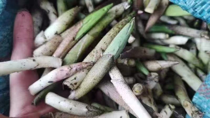 高黎贡山高海拔3300米雪山野菜（竹叶菜）