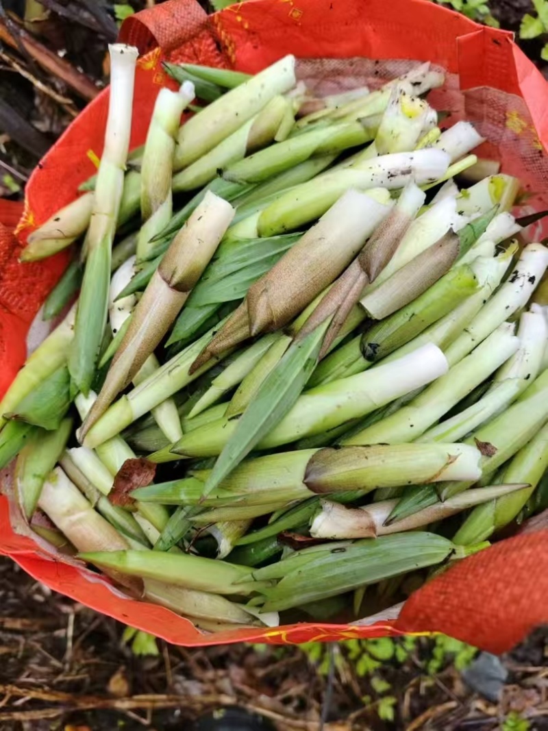 高黎贡山高海拔3300米雪山野菜（竹叶菜）