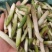 高黎贡山高海拔3300米雪山野菜（竹叶菜）