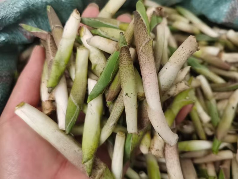 高黎贡山高海拔3300米雪山野菜（竹叶菜）