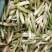 高黎贡山高海拔3300米雪山野菜（竹叶菜）