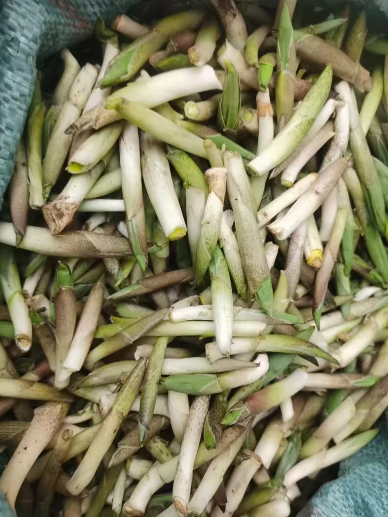 高黎贡山高海拔3300米雪山野菜（竹叶菜）