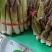 高黎贡山高海拔3300米雪山野菜（竹叶菜）