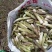 高黎贡山高海拔3300米雪山野菜（竹叶菜）