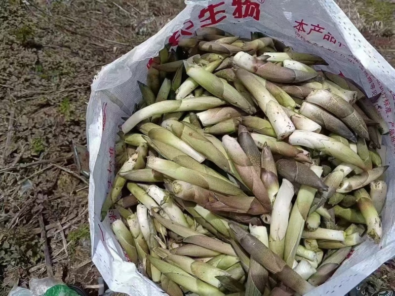 高黎贡山高海拔3300米雪山野菜（竹叶菜）