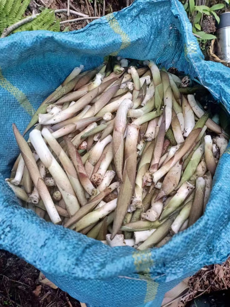 高黎贡山高海拔3300米雪山野菜（竹叶菜）