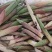 高黎贡山高海拔3300米雪山野菜（竹叶菜）