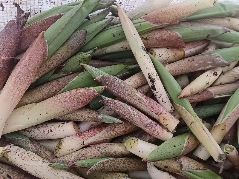 高黎贡山高海拔3300米雪山野菜（竹叶菜）