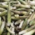 高黎贡山高海拔3300米雪山野菜（竹叶菜）